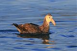 Northern Giant-Petrel